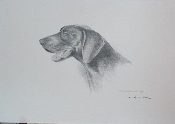 Alcover cuadro dibujo carbon figurativo perro